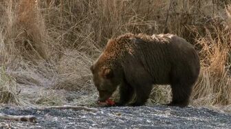 Alaskas Grizzly Gauntlet S01E01 WEB H264-RBB